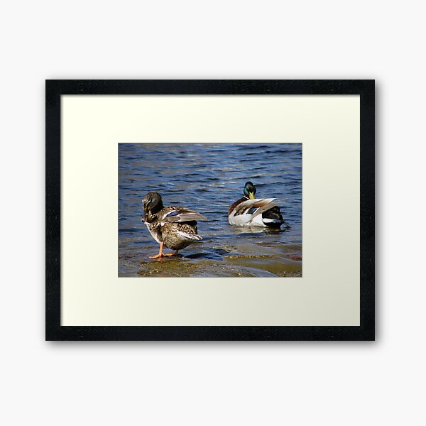 Preening Framed Art Print