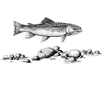 Trout flyfishing  Art Print for Sale by Pixelmatrix