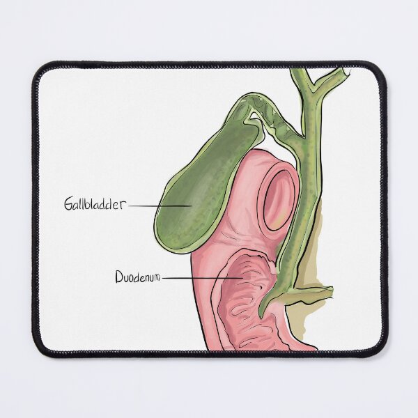 Item preview, Gallbladder designed and sold by TIBOM.