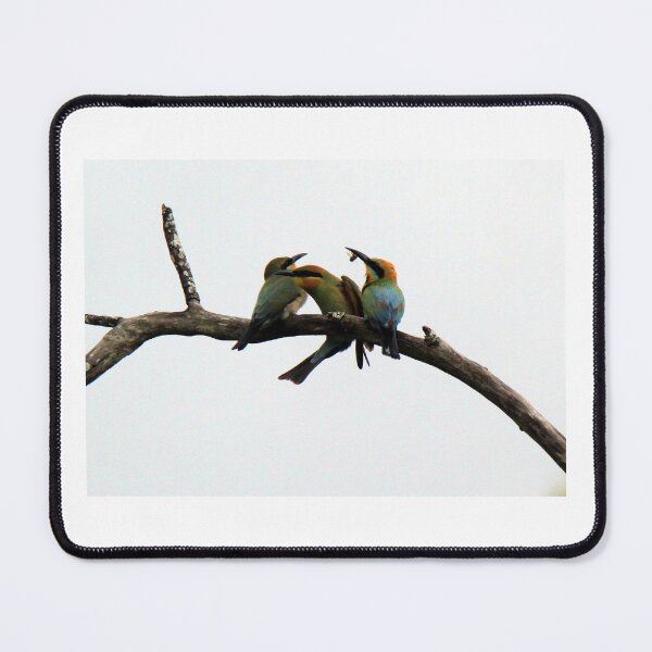 Item preview, Family of Rainbow Bee-Eaters in tree with food designed and sold by BirdsAlive.