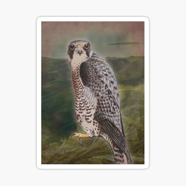 Falcon Bird Of Prey Predator Raptor Wildlife Sticker