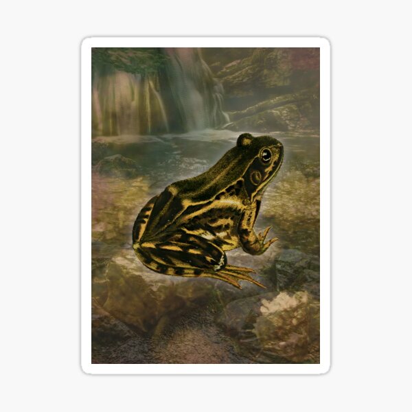 Frog Nature Amphibian Forest Pond Water Stream Sticker