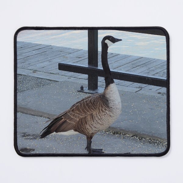Item preview, Canada Goose Staring at The Water designed and sold by BackyardBirder.