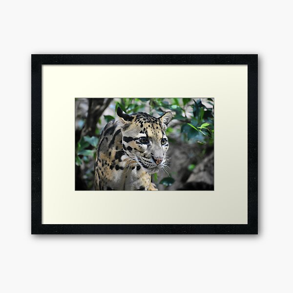 Clouded Leopard Cub Framed Art Print