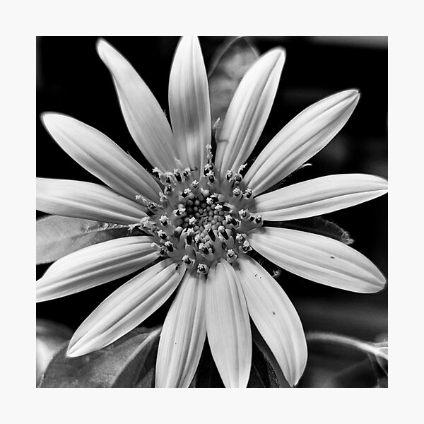 Black and white sunflower Photographic Print