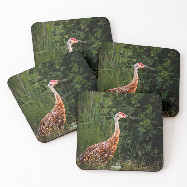 Item preview, Sandhill Crane Grazing The Meadows designed and sold by Mat Dillon.
