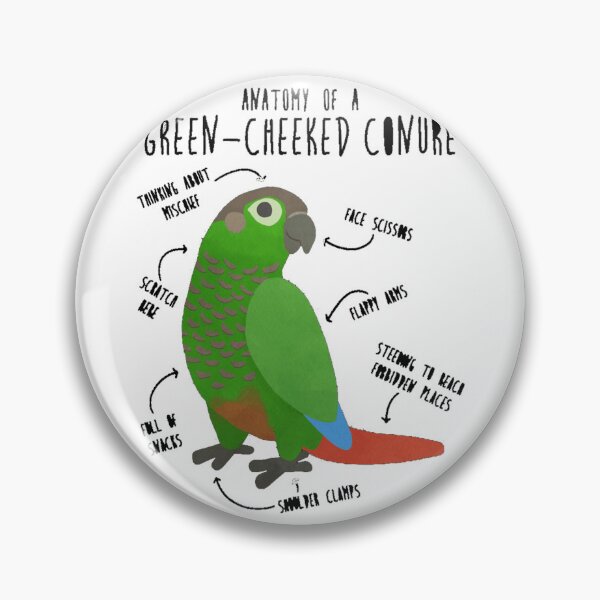Item preview, Male Eclectus Parrots  designed and sold by dex1one.