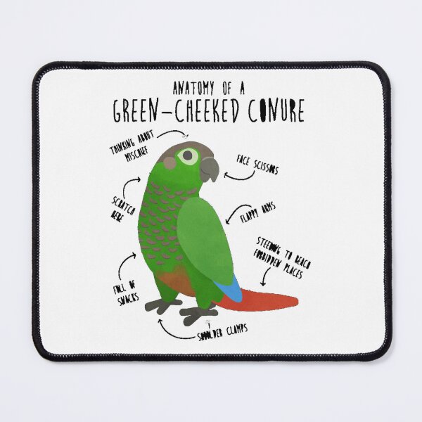 Item preview, Male Eclectus Parrots designed and sold by dex1one.