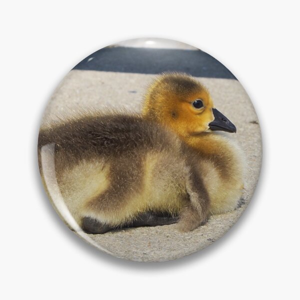 Item preview, Gosling Pondering While Resting On The Pavement designed and sold by BackyardBirder.