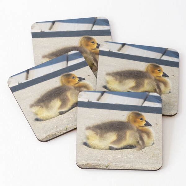 Item preview, Gosling Pondering While Resting On The Pavement designed and sold by BackyardBirder.