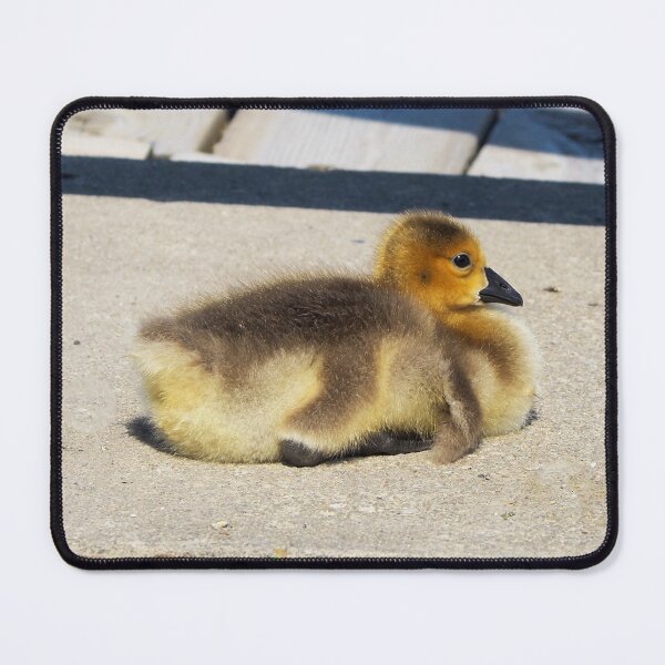 Item preview, Gosling Pondering While Resting On The Pavement designed and sold by BackyardBirder.
