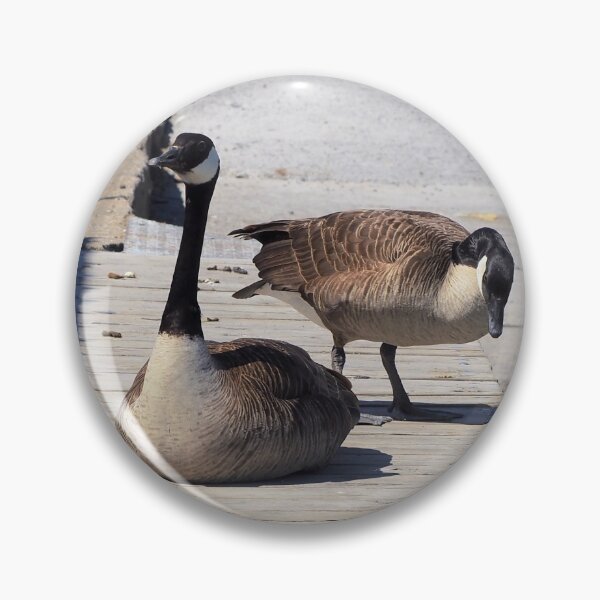 Item preview, Two Canada Geese Resting On a Boat Dock designed and sold by BackyardBirder.