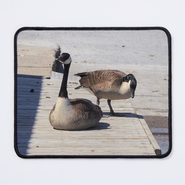Item preview, Two Canada Geese Resting On a Boat Dock designed and sold by BackyardBirder.