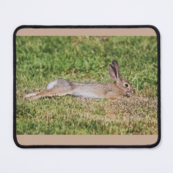 Item preview, Cottontail Rabbit Stretching designed and sold by CarolM.