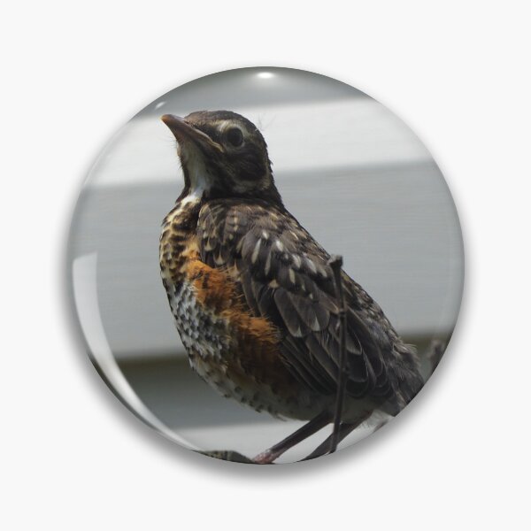 Item preview, Young American Robin On a Fence designed and sold by BackyardBirder.