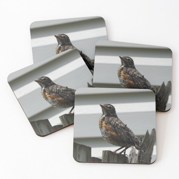 Item preview, Young American Robin On a Fence designed and sold by BackyardBirder.