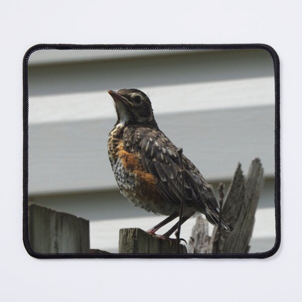 Item preview, Young American Robin On a Fence designed and sold by BackyardBirder.