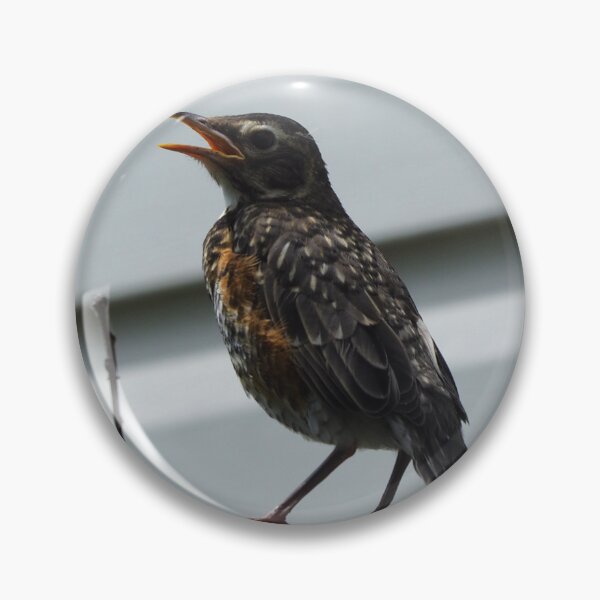 Aperçu de l'œuvre Jeune merle d'Amérique avec la bouche ouverte créée et vendue par BackyardBirder.