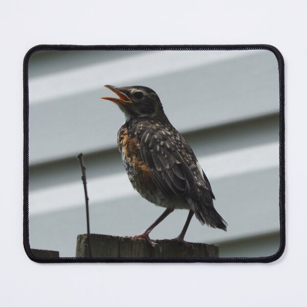 Item preview, Young American Robin With Its Mouth Opened designed and sold by BackyardBirder.