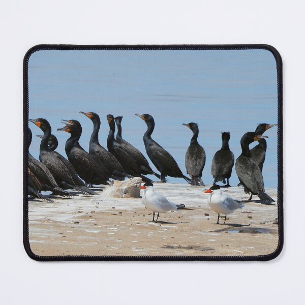 Item preview, Cormorants and Terns Resting On a Dock. designed and sold by BackyardBirder.