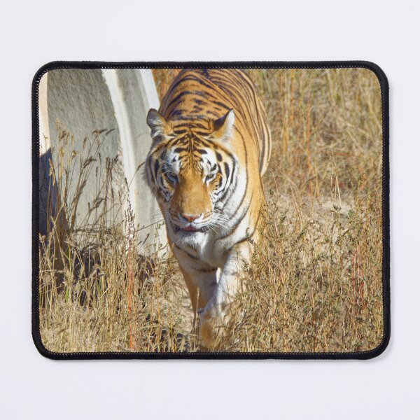 Item preview, Great Tiger walking his path designed and sold by littlecolor.