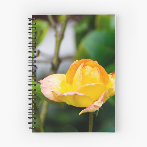 Item preview, A late September rose designed and sold by jchanders.