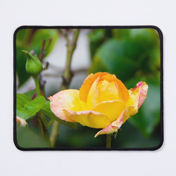 Item preview, A late September rose designed and sold by jchanders.