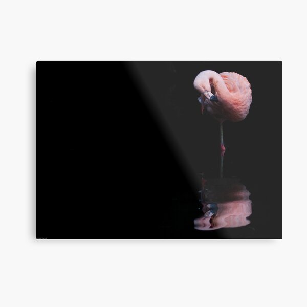 Pink Metal Print