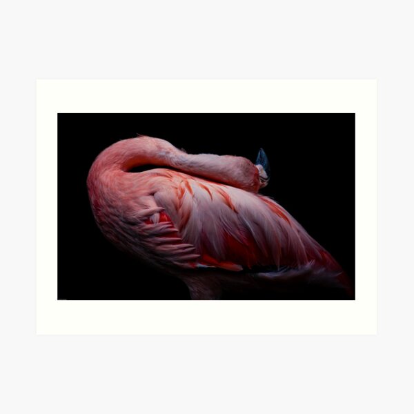 Flamingo Dance Art Print