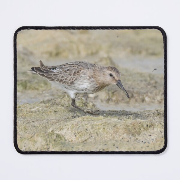 Item preview, Dunlin designed and sold by LaurenTucker.