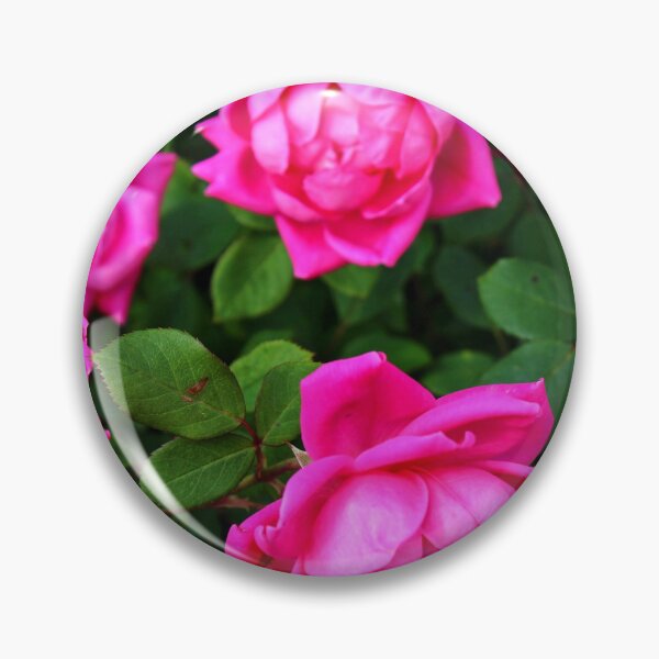 Item preview, Vibrant pink roses designed and sold by InezPhotography.