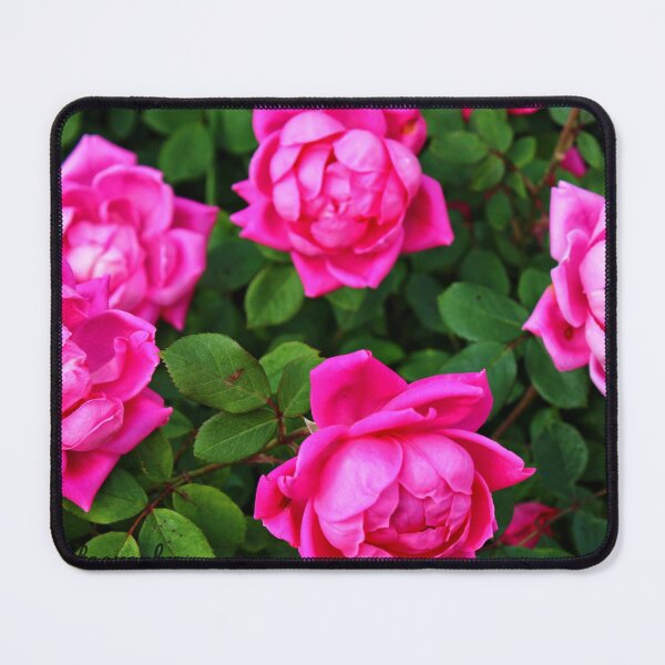 Item preview, Vibrant pink roses designed and sold by InezPhotography.