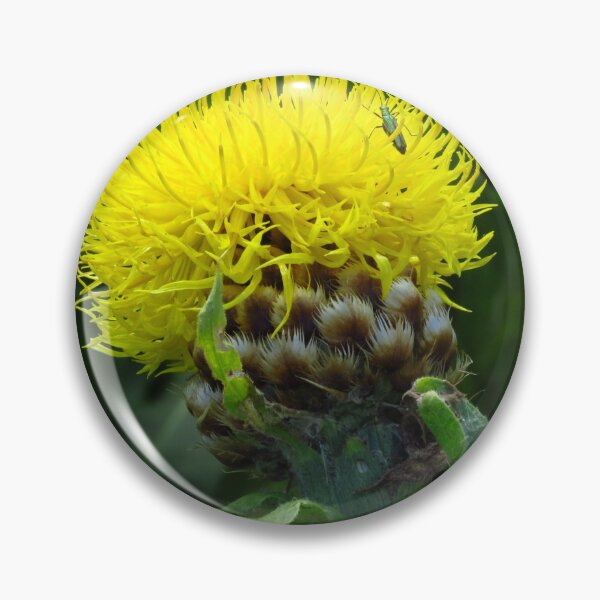 Item preview, Centaurea Macrocephala designed and sold by wiggyofipswich.