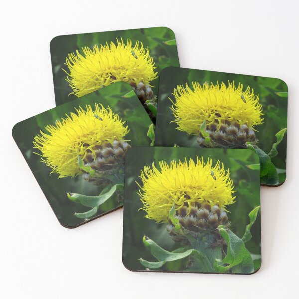 Item preview, Centaurea Macrocephala designed and sold by wiggyofipswich.