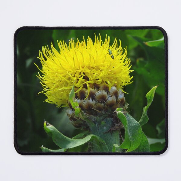 Item preview, Centaurea Macrocephala designed and sold by wiggyofipswich.