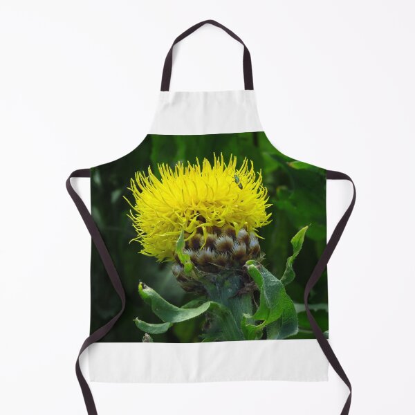 Item preview, Centaurea Macrocephala designed and sold by wiggyofipswich.