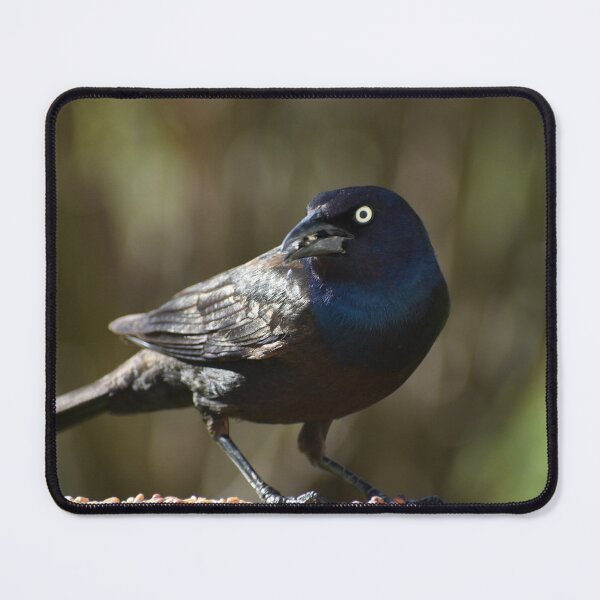 Item preview, A grackle at the feeder designed and sold by Claude Laprise.