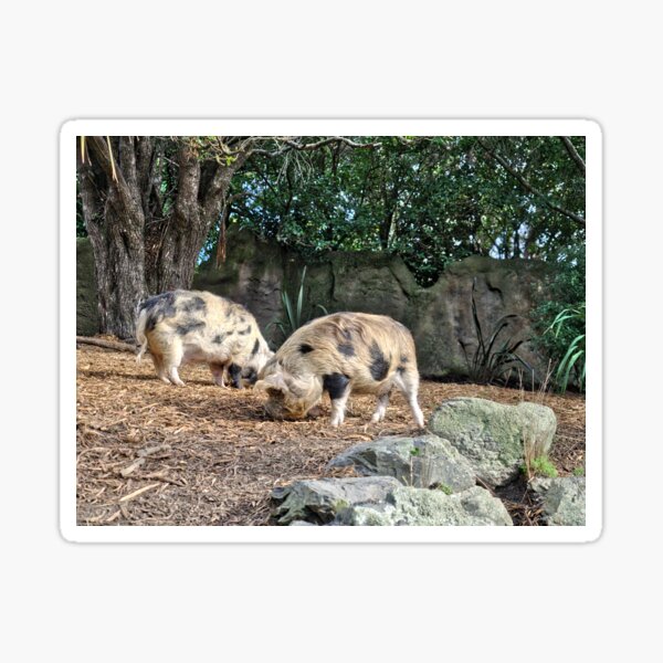 Item preview, Kune Kune Pigs designed and sold by Michael McGimpsey.