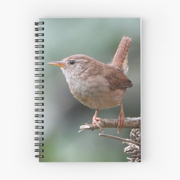 Item preview, Argumentative Wren designed and sold by Barnbk02.