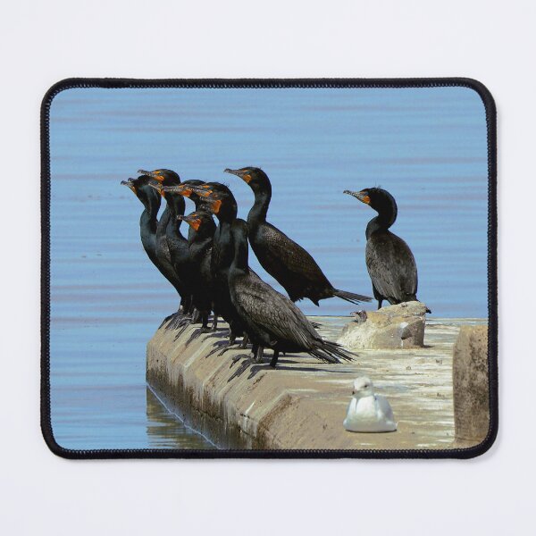 Item preview, Double-crested Cormorant Flock On a Dock designed and sold by BackyardBirder.