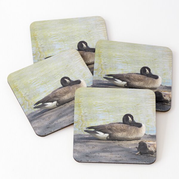 Item preview, Canada Goose Resting On a Beach designed and sold by BackyardBirder.
