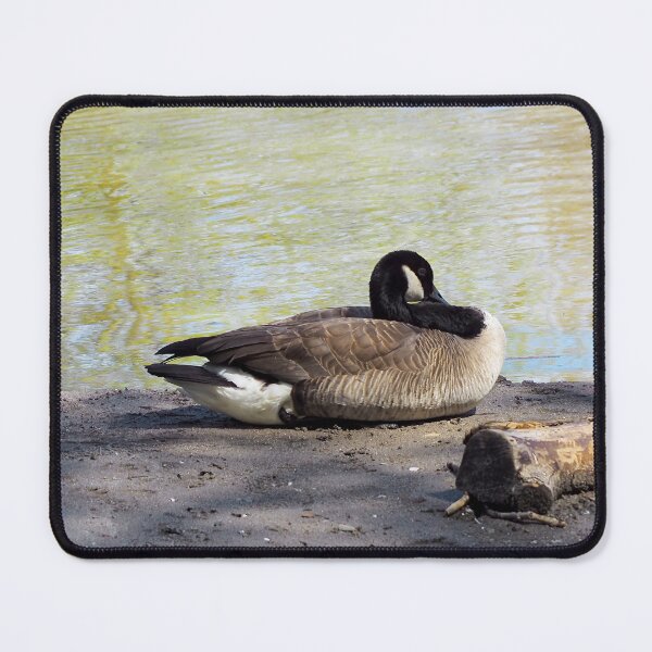 Item preview, Canada Goose Resting On a Beach designed and sold by BackyardBirder.