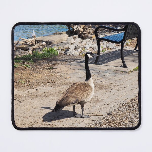 Item preview, Canada Goose By a Park Bench designed and sold by BackyardBirder.