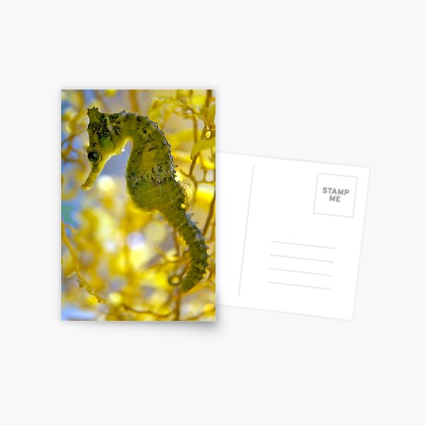 Item preview, Seahorse designed and sold by Melissa Chinn.