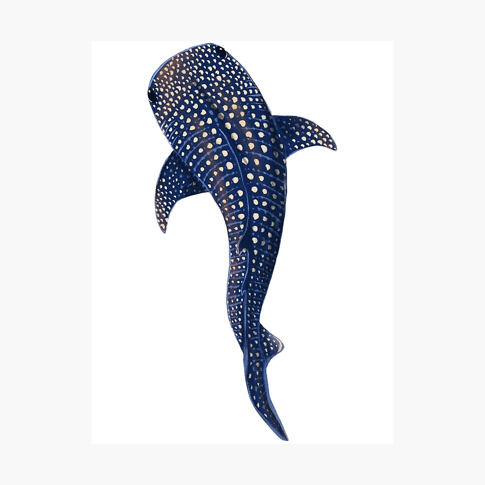Whale Shark Poster