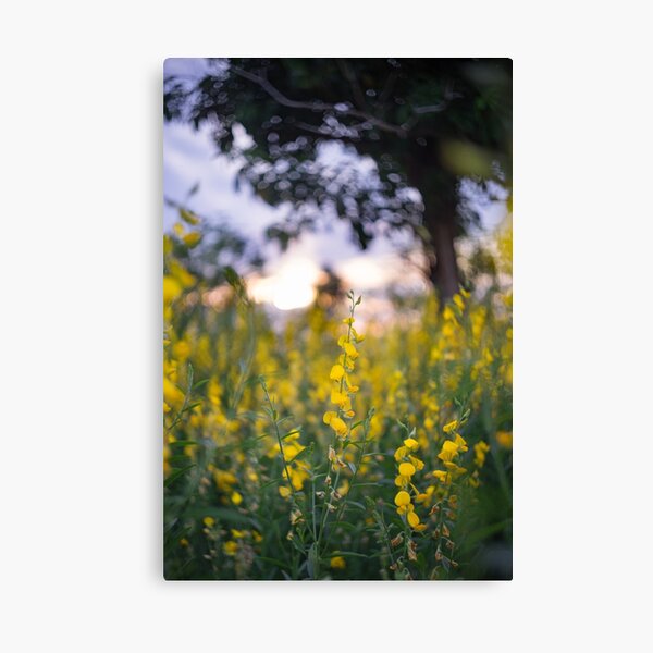 Item preview, Golden Field designed and sold by 3411xMNP.