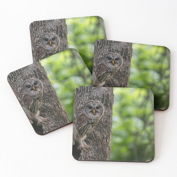 Item preview, Mama Barred Owl in surveillance mode designed and sold by Puttaswamy Ravishankar.