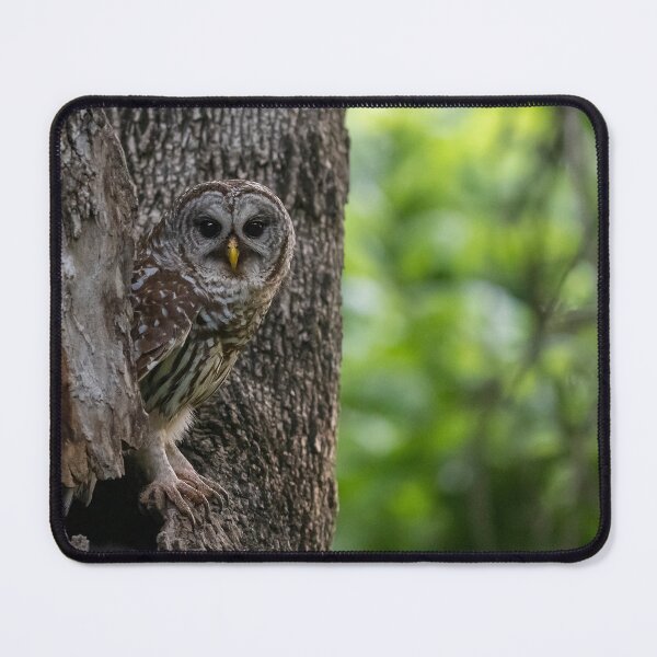 Item preview, Mama Barred Owl in surveillance mode designed and sold by Puttaswamy Ravishankar.