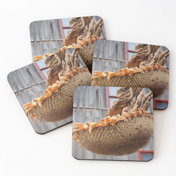 Item preview, Dried Sunflower Head. designed and sold by Billlee.