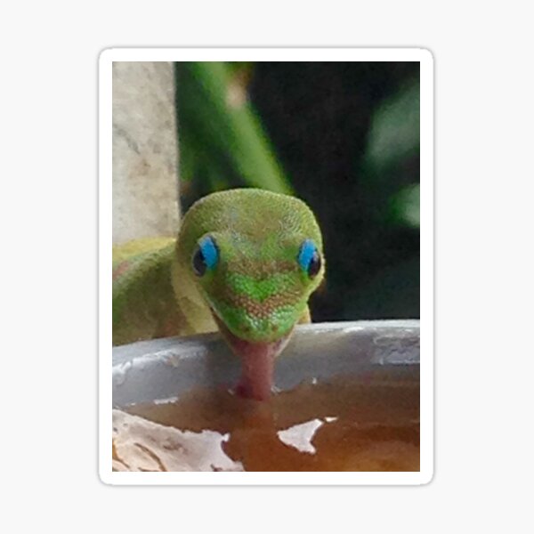 Gecko drinking syrup in Kona Sticker
